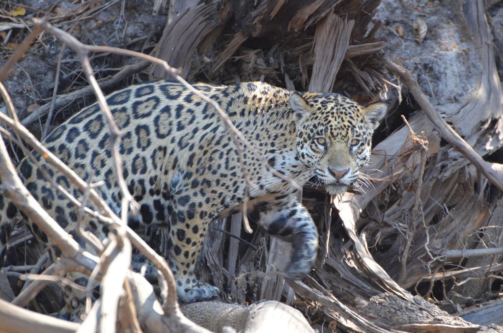 Pousada Reserva Ecologica Jaguar โปโกเน ภายนอก รูปภาพ