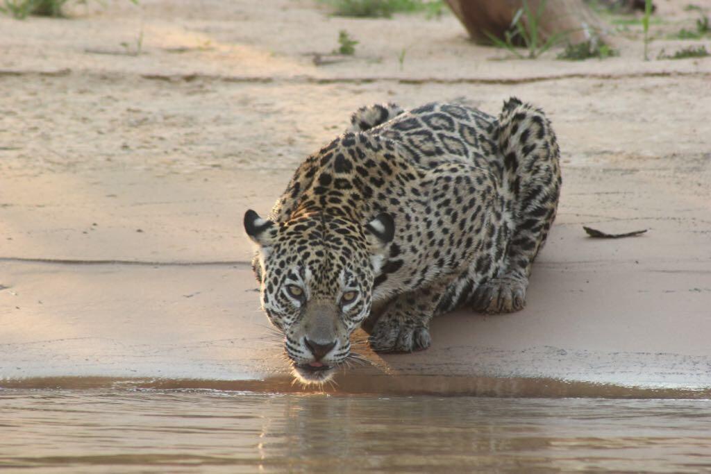 Pousada Reserva Ecologica Jaguar โปโกเน ภายนอก รูปภาพ
