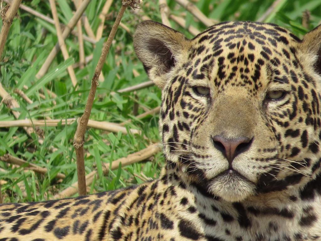 Pousada Reserva Ecologica Jaguar โปโกเน ภายนอก รูปภาพ