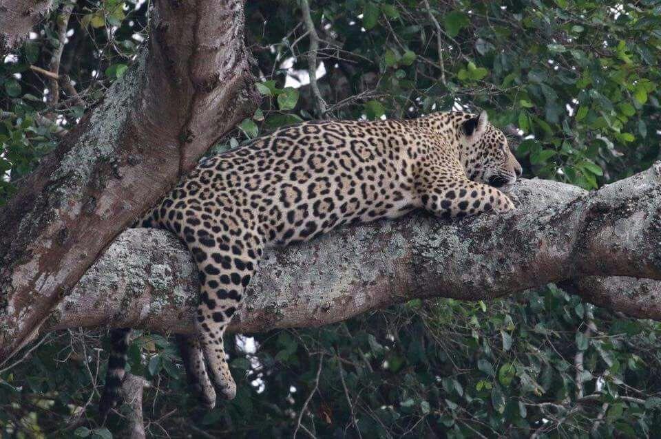 Pousada Reserva Ecologica Jaguar โปโกเน ภายนอก รูปภาพ