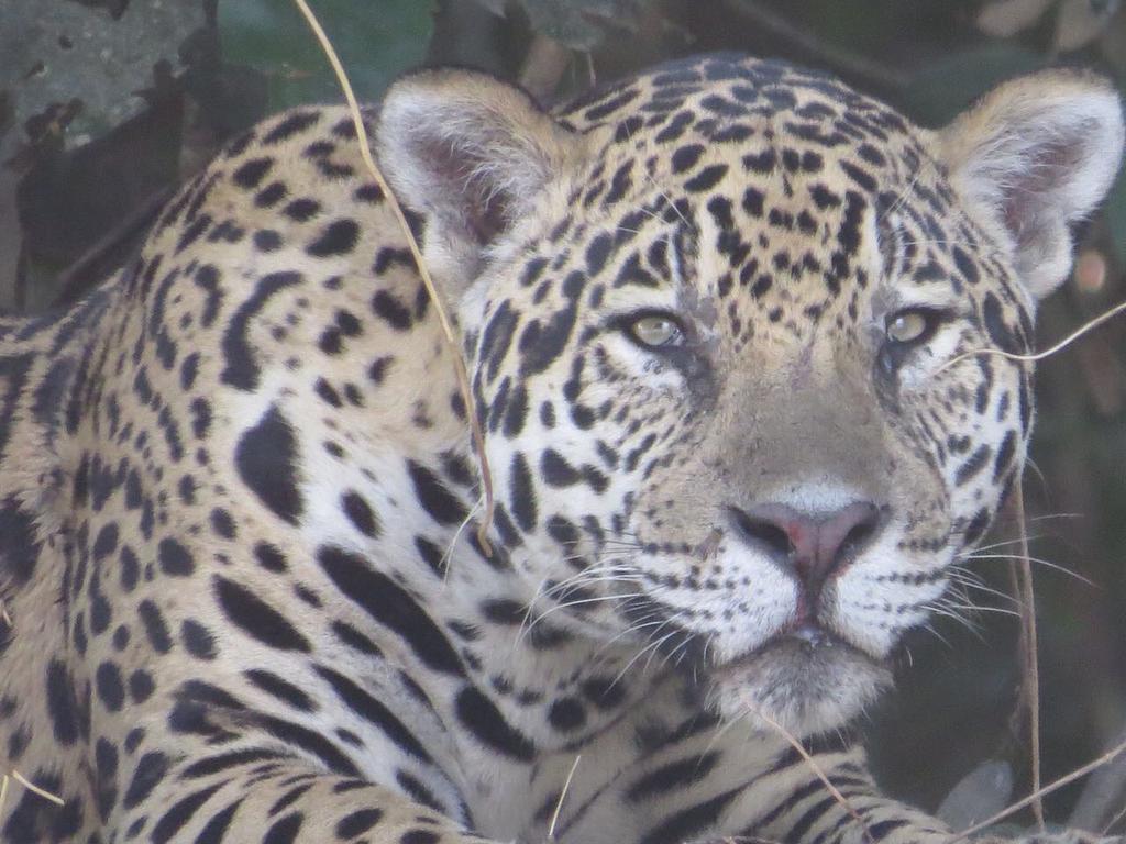 Pousada Reserva Ecologica Jaguar โปโกเน ภายนอก รูปภาพ