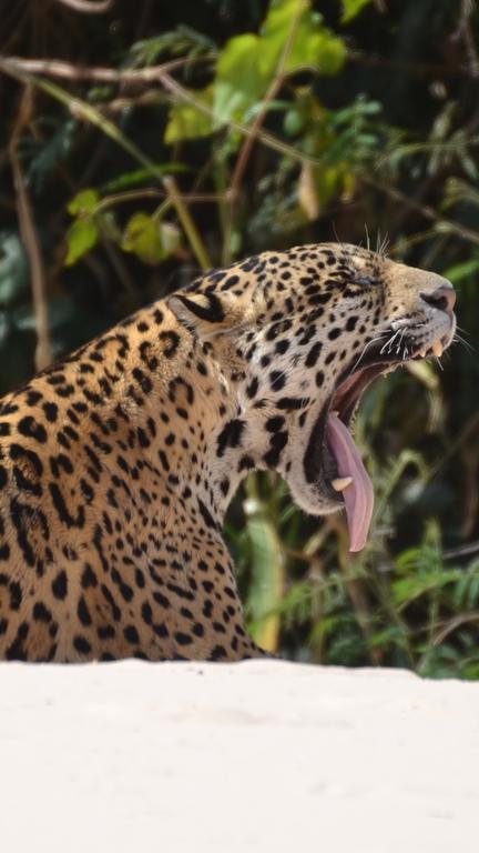 Pousada Reserva Ecologica Jaguar โปโกเน ภายนอก รูปภาพ
